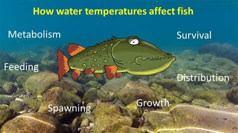 海水温上昇 原因 そして、魚たちはなぜ空を飛ぶのか？